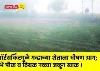 शॉर्टसर्किटमुळे गव्हाच्या शेताला भीषण आग; उभे पीक व ठिबक नळ्या जळून खाक !