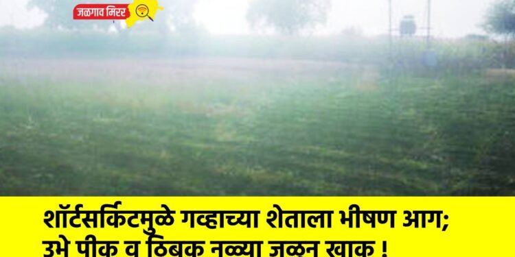 शॉर्टसर्किटमुळे गव्हाच्या शेताला भीषण आग; उभे पीक व ठिबक नळ्या जळून खाक !