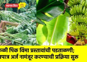 केळी पिक विमा प्रस्तावांची पडताळणी; अपात्र अर्ज नामंजूर करण्याची प्रक्रिया सुरू