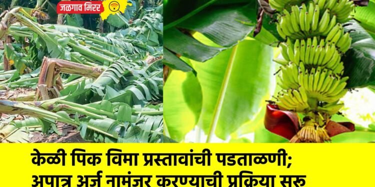 केळी पिक विमा प्रस्तावांची पडताळणी; अपात्र अर्ज नामंजूर करण्याची प्रक्रिया सुरू