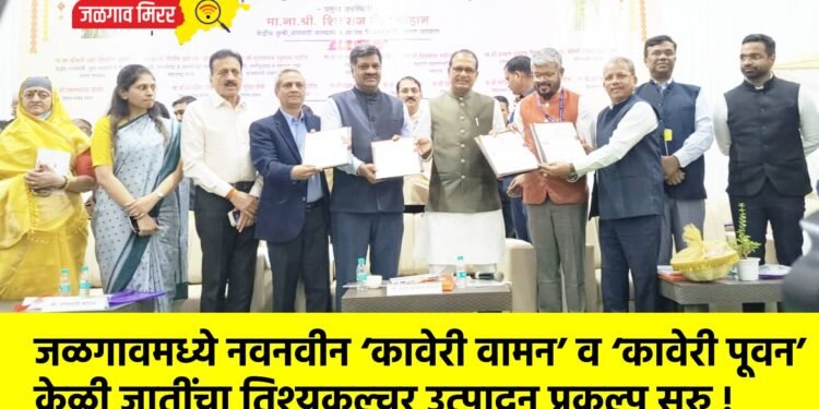 जळगावमध्ये नवनवीन ‘कावेरी वामन’ व ‘कावेरी पूवन’ केळी जातींचा तिश्यूकल्चर उत्पादन प्रकल्प सुरु !