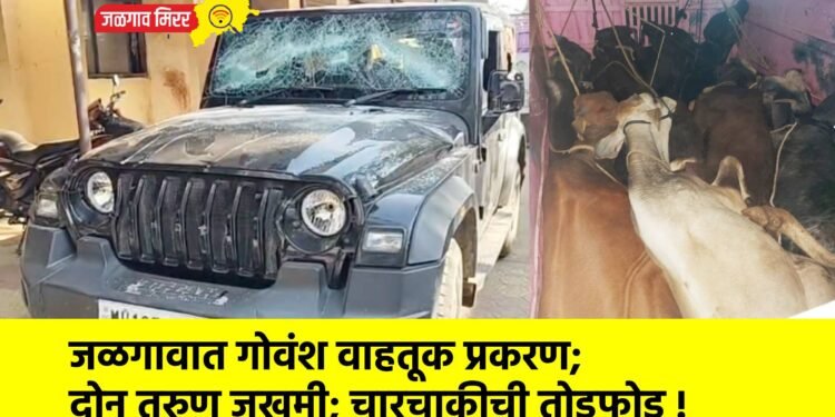 जळगावात गोवंश वाहतूक प्रकरण; दोन तरुण जखमी; चारचाकीची तोडफोड !