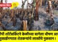 डीपी शॉर्टसर्किटने केळीच्या बागेला भीषण आग; मुक्ताईनगरात शेतकऱ्यांचे लाखोंचे नुकसान !