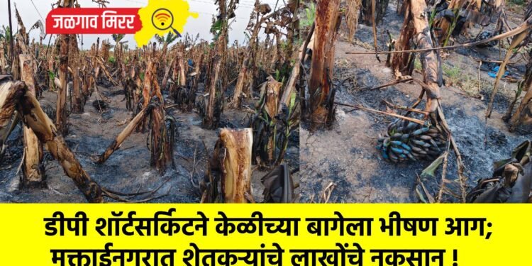 डीपी शॉर्टसर्किटने केळीच्या बागेला भीषण आग; मुक्ताईनगरात शेतकऱ्यांचे लाखोंचे नुकसान !