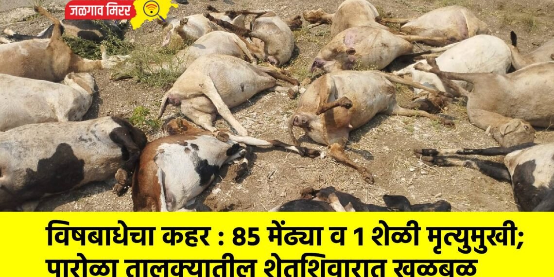 विषबाधेचा कहर : ८५ मेंढ्या व १ शेळी मृत्युमुखी; पारोळा तालुक्यातील शेतशिवारात खळबळ