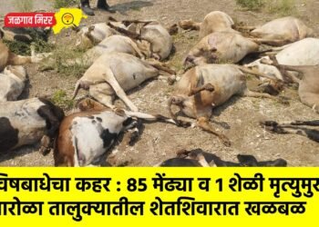 विषबाधेचा कहर : ८५ मेंढ्या व १ शेळी मृत्युमुखी; पारोळा तालुक्यातील शेतशिवारात खळबळ