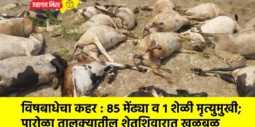 विषबाधेचा कहर : ८५ मेंढ्या व १ शेळी मृत्युमुखी; पारोळा तालुक्यातील शेतशिवारात खळबळ