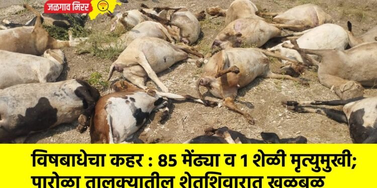 विषबाधेचा कहर : ८५ मेंढ्या व १ शेळी मृत्युमुखी; पारोळा तालुक्यातील शेतशिवारात खळबळ