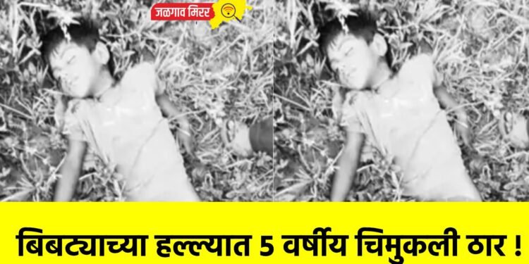 बिबट्याच्या हल्ल्यात ५ वर्षीय चिमुकली ठार !