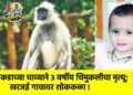 माकडाच्या चाव्याने ३ वर्षीय चिमुकलीचा मृत्यू; खरजई गावावर शोककळा !