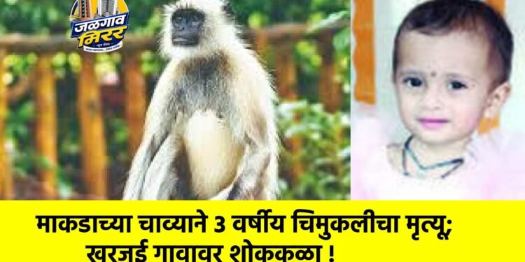 माकडाच्या चाव्याने ३ वर्षीय चिमुकलीचा मृत्यू; खरजई गावावर शोककळा !