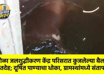 सारोळा जलशुद्धीकरण केंद्र परिसरात कुजलेल्या बैलाचा मृतदेह; दूषित पाण्याचा धोका, ग्रामस्थांमध्ये संताप !