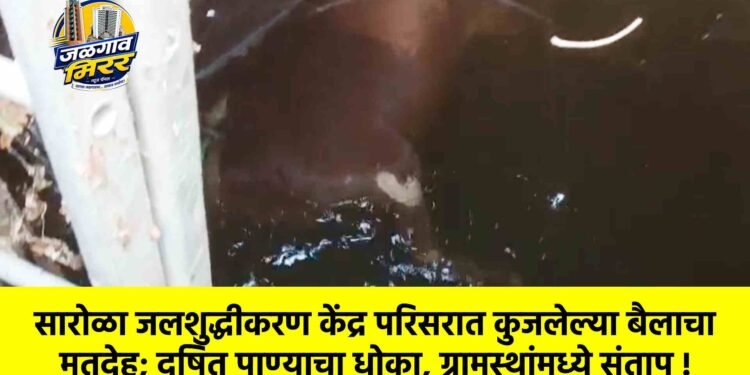 सारोळा जलशुद्धीकरण केंद्र परिसरात कुजलेल्या बैलाचा मृतदेह; दूषित पाण्याचा धोका, ग्रामस्थांमध्ये संताप !