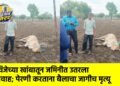 विजेच्या खांबातून जमिनीत उतरला प्रवाह; पेरणी करताना बैलाचा जागीच मृत्यू