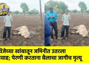 विजेच्या खांबातून जमिनीत उतरला प्रवाह; पेरणी करताना बैलाचा जागीच मृत्यू