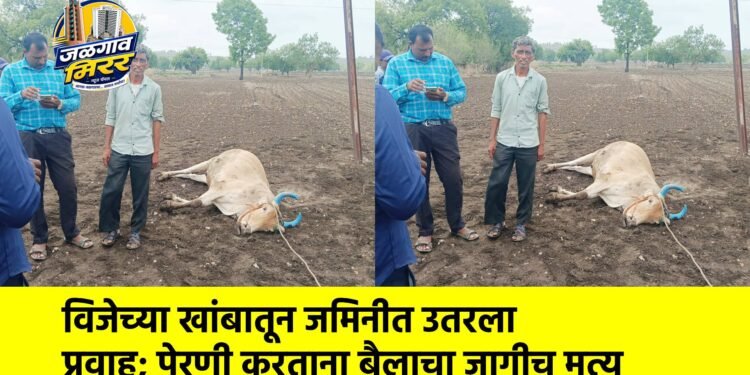 विजेच्या खांबातून जमिनीत उतरला प्रवाह; पेरणी करताना बैलाचा जागीच मृत्यू