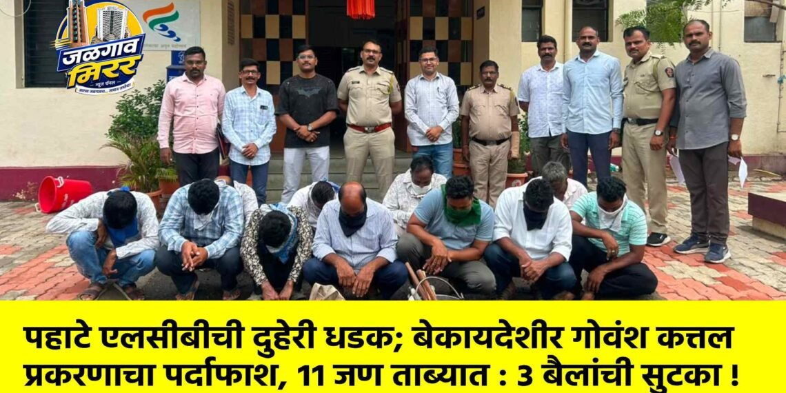 पहाटे एलसीबीची दुहेरी धडक; बेकायदेशीर गोवंश कत्तल प्रकरणाचा पर्दाफाश, ११ जण ताब्यात : ३ बैलांची सुटका !