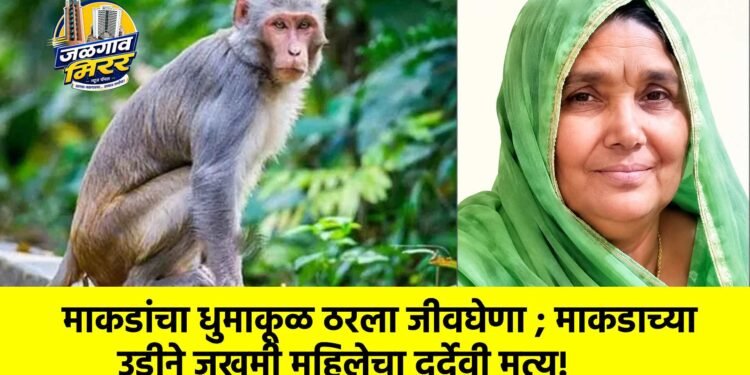 माकडांचा धुमाकूळ ठरला जीवघेणा ; माकडाच्या उडीने जखमी महिलेचा दुर्देवी मृत्यू!