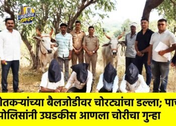 शेतकऱ्यांच्या बैलजोडीवर चोरट्यांचा डल्ला; पाचोरा पोलिसांनी उघडकीस आणला चोरीचा गुन्हा