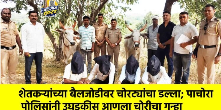 शेतकऱ्यांच्या बैलजोडीवर चोरट्यांचा डल्ला; पाचोरा पोलिसांनी उघडकीस आणला चोरीचा गुन्हा
